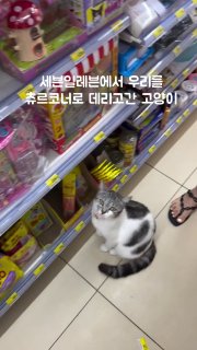 В Таиланде кошка устроила хитрый гастрономический квест в 7-Eleven для туристов