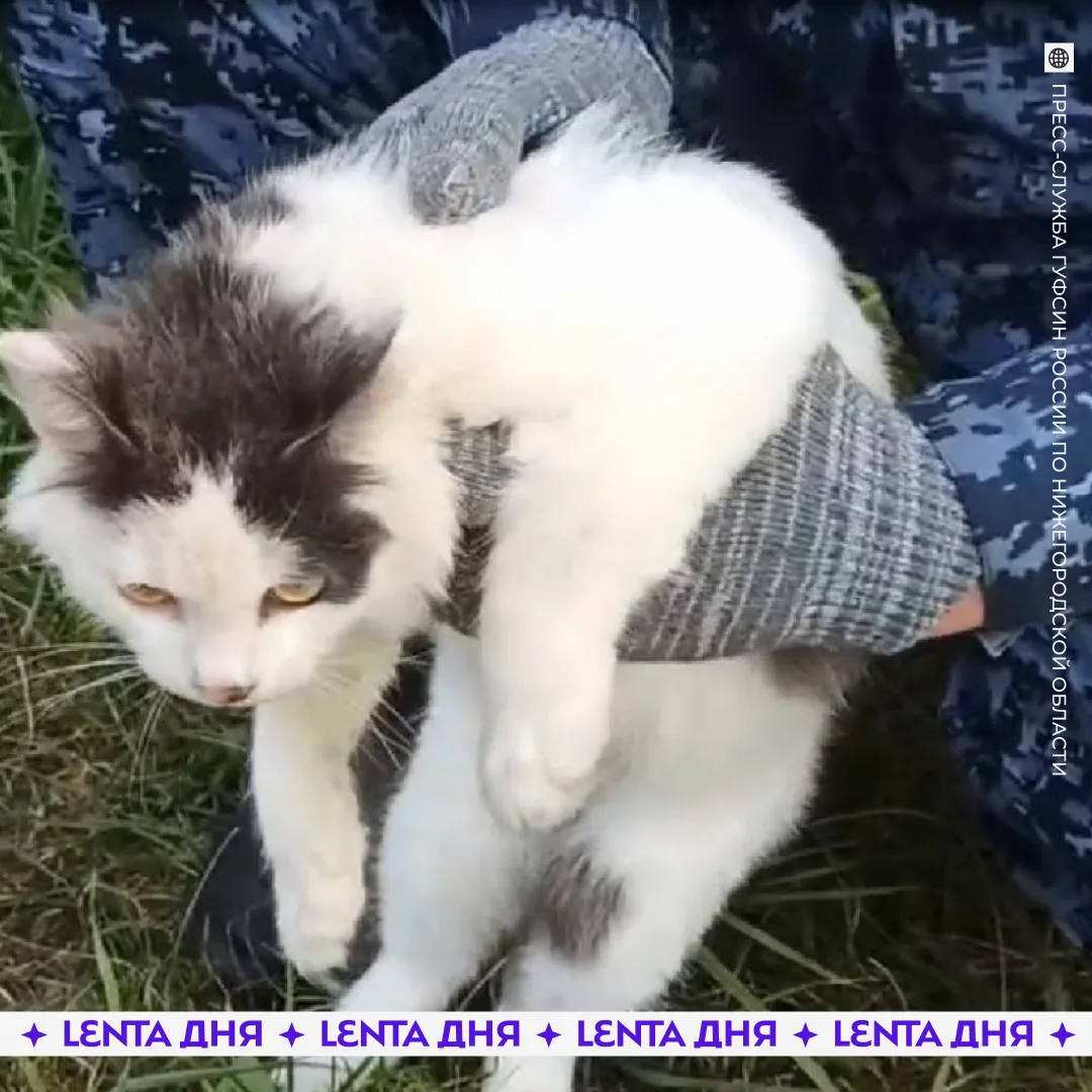 🐈 В российской колонии задержали кота-контрабандиста.
